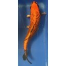 Koi 14 30- 35cm Matsuba
