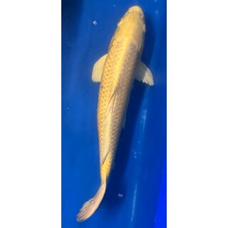 Koi 22 40-45cm