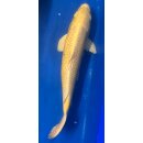 Koi 22 40-45cm