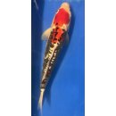 Koi 25 40-45cm