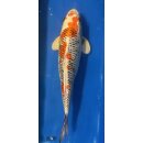 Koi 28 40-45cm Kujaku