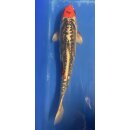 Koi 30 40-45cm