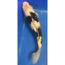 Koi 31 40-45cm Utsuri