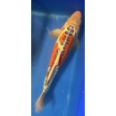 Koi 32 40-45cm Shusui
