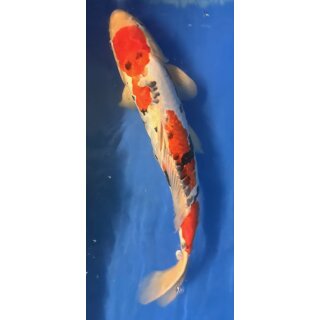 Koi 33 40-45cm