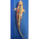 Koi 34 40-45cm Shusui