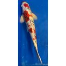 Koi 35 40-45cm