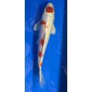 Koi 44- 20-25cm