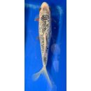 Koi 30 25- 30cm