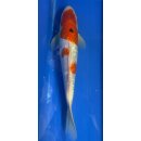 Koi 34 25- 30cm