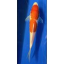 Koi 46- 20-25cm