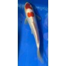 Koi 47- 20-25cm
