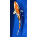 Koi 48- 20-25cm