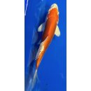 Koi 51- 20-25cm Kohaku