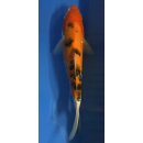 Koi 53- 20-25cm Taisho