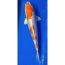 Koi 54- 20-25cm