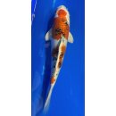 Koi 55- 20-25cm