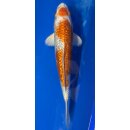 Koi 59- 20-25cm GinRin Kujaku