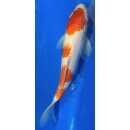 Koi 60- 20-25cm Kohaku