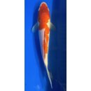 Koi 65 20-25cm