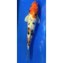 Koi 68 20-25cm