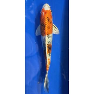 Koi 70 20-25cm