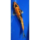 Koi 71 20-25cm