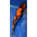 Koi 73 20-25cm