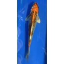 Koi 80 20-25cm