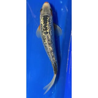 Koi 39 25- 30cm