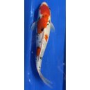 Koi 42 25- 30cm