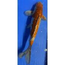 Koi 20 30- 35cm Ochiba
