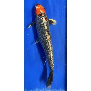 Koi 21 30- 35cm