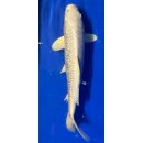Koi 24 30- 35cm Platin Ogon GinRin