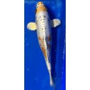 Koi 25 30- 35cm