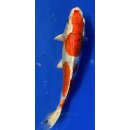 Koi 27 30- 35cm