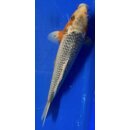 Koi 28 30- 35cm Asagi