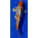 Koi 31 30- 35cm