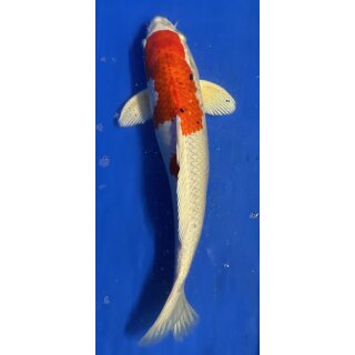 Koi 33 30- 35cm