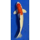 Koi 33 30- 35cm