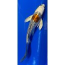Butterfly Koi 39 20- 25cm