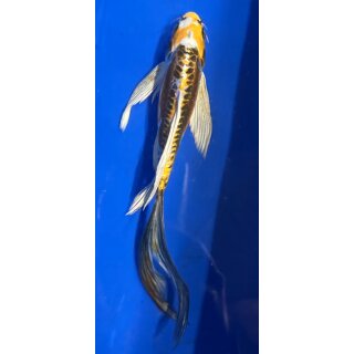 Butterfly Koi 47 20- 25cm Kikokuryu