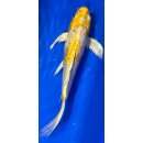 Butterfly Koi 48 20- 25cm