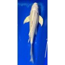 Butterfly Koi 50 20- 25cm Platin Ogon