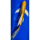 Butterfly Koi 51 20- 25cm Yamabuki