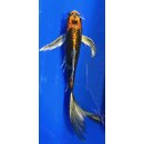 Butterfly Koi 54 20- 25cm Kujaku metallic