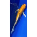 Butterfly Koi 56 20- 25cm Yamabuki Ogon