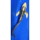 Butterfly Koi 60 20- 25cm