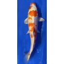 Koi 82 20-25cm