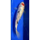 Koi 84 20-25cm Tancho Sanke